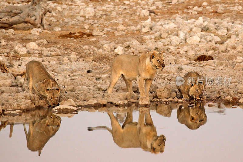 在纳米比亚Etosha NP的水坑里喝水的狮子